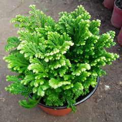 cfde2ffe56d332f64805344a89661c45